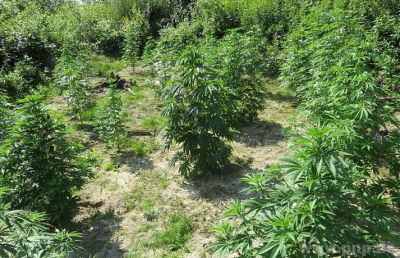 2021 | Cannabis-Plantage
